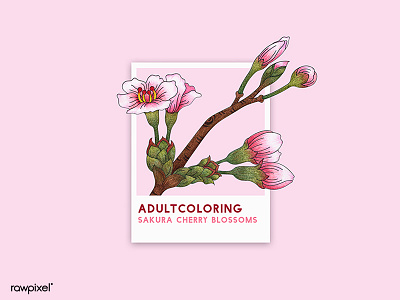 71 Pantone - Sakura Cherry Blossoms adultcoloring colorpencil illustration japan pantone pink sakura