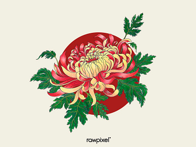 73 Pantone - Chrysanthemum Flower adultcoloring colorpencil flower graphic illustration japan