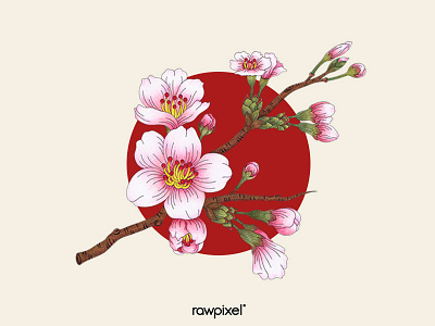 75 Pantone - Sakura Cherry Blossoms adultcoloring drawing graphic illustration japan pink sakura