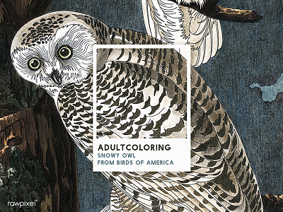 76 Pantone - SNOWY OWL adultcoloring bird colorpencil graphic illustration owl pantone