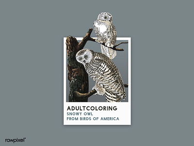 77 Pantone - SNOWY OWL adultcoloring bird drawing graphic illustration owl pantone