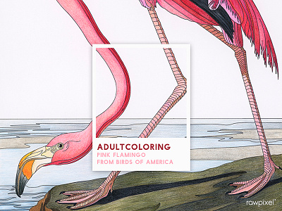 78 Pantone - FLAMINGO adultcoloring colorpencil flamingo illustration pantone pink