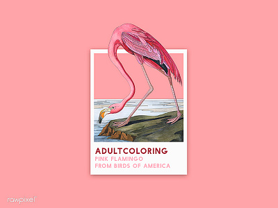 79 Pantone - FLAMINGO adultcoloring colorpencil drawing graphic illustration pantone pink