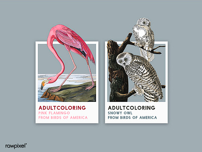 80 Pantone - FLAMINGO & OWL adultcoloring colorpencil illustration pantone pink