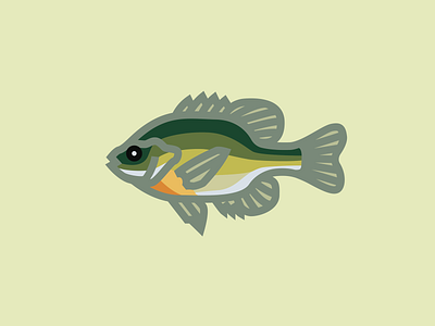 Bluegill bluegill fish graphic design icon illustration vector vector illustration