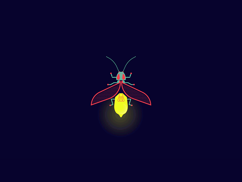 Firefly firefly gif graphic design illustration motion graphics night stars