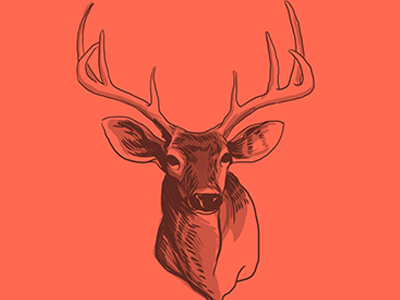 Deer drawing illustration wild life