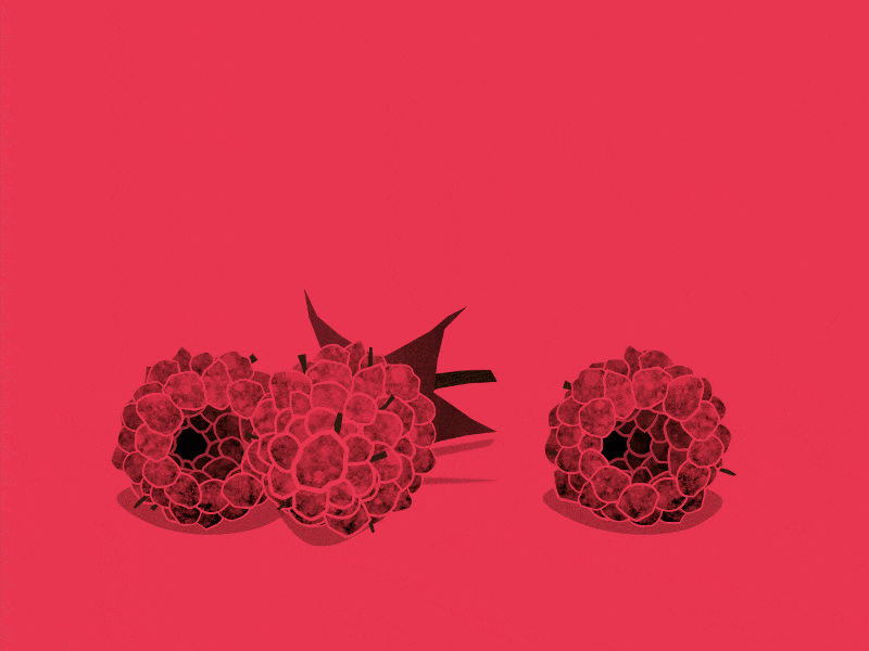 Moving fruits, raspberry animation duotone fruit gif motion pink raspberry rolling