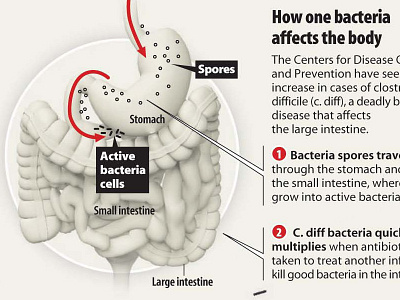 How one bacteria affects the body