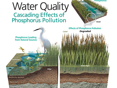 Everglades Water Quality infographic 3d illustration infographic