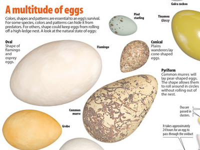 Natural Egg Hues infographic design infographic