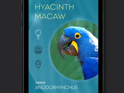 Hyacinth Macaw blue icons macaw mobile