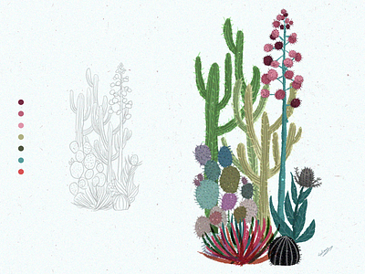 Cactus lllustration