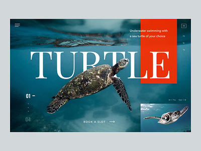 Swimming with turtles book cropped nature ocean swimming turtle water