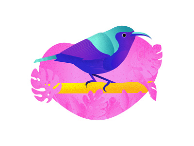 Exotic bird illustration