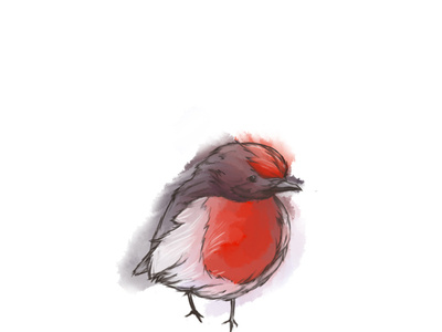 Bird Australien