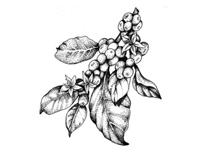 Coffee Plant By Diana Adili Coffee Plant By Diana Adili