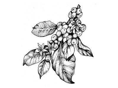 Coffee plant botanical drawing illustration pointillism