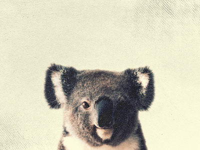 Everyone loves Koalas