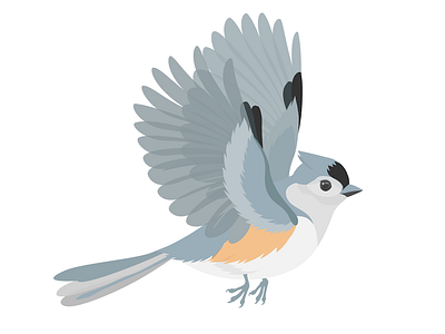 Flying tufted titmouse bird animal bird flying illustration tufted titmouse