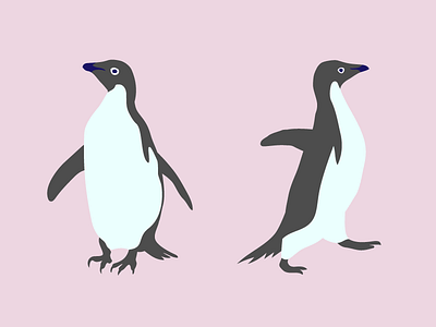 Penguin animal bird penguin