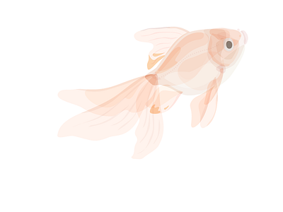 Goldfish animal fantail fish goldfish