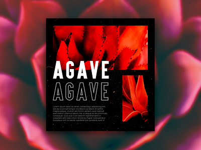 Agave red photoshop agave botanica