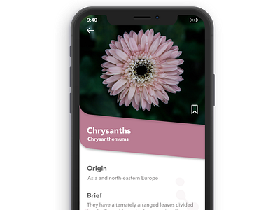 Chrysanthemums Flower App Screen
