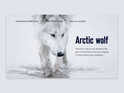 Saving Arctic Wolf animals concept ecology ui ux web design wolf wwf