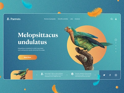 Parrot Encyclopedia website birds colors concept design education encyclopedia knowledge landing parrot service style ui ux webdesign website