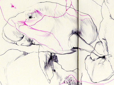 dugong bestiary drawing dugong