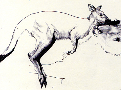 eastern grey kangaroo bestiary drawing eastern grey kangaroo