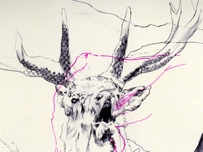 elk bestiary drawing elk