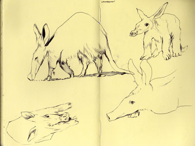 bestiary: aardvark aardvark bestiary drawing illustration