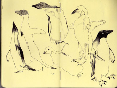 bestiary: adélie penguin adélie bestiary drawing illustration penguin