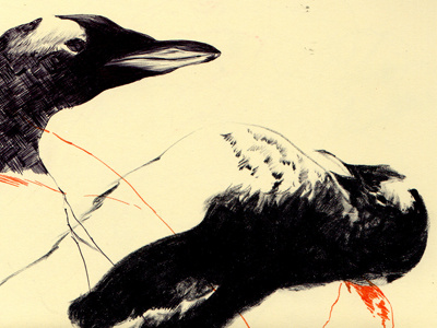 gentoo penguin bestiary drawing gentoo penguin