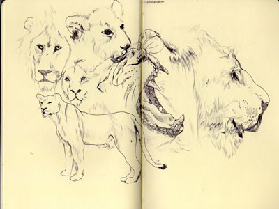 bestiary: african lion african lion bestiary drawing illustration