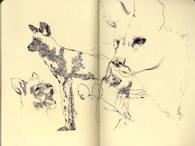 bestiary: african wild dog african wild dog bestiary drawing illustration