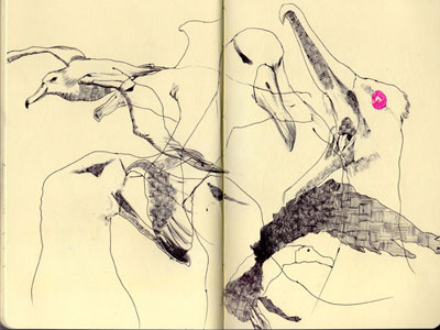 bestiary: albatross albatross bestiary drawing illustration