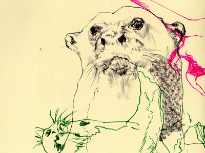 giant river otter bestiary drawing giant otter river