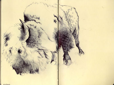 bestiary: american bison american bison bestiary drawing illustration