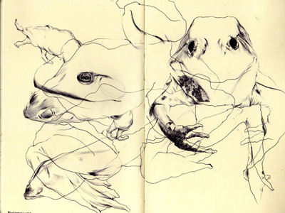 bestiary: american bullfrog american bullfrog bestiary drawing illustration