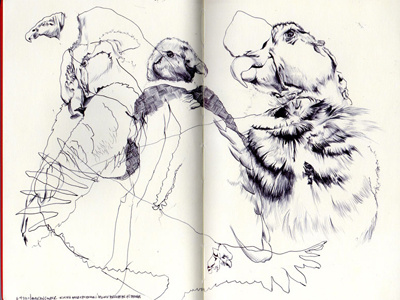 bestiary: andean condor andean condor bestiary drawing