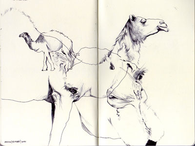 bestiary: arabian camel arabian camel bestiary drawing