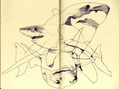 bestiary: great white shark bestiary drawing great shark white