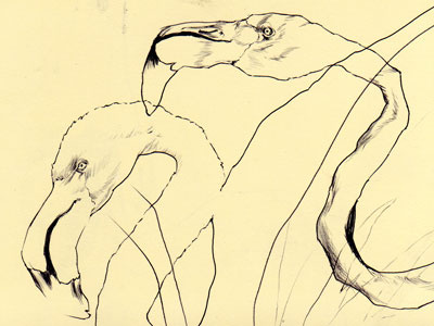 bestiary: greater flamingo bestiary drawing flamingo greater