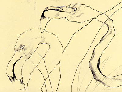 bestiary: greater flamingo