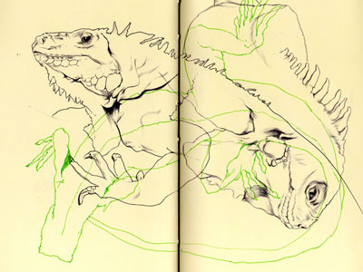 Bestiary: green iguana bestiary drawing green iguana