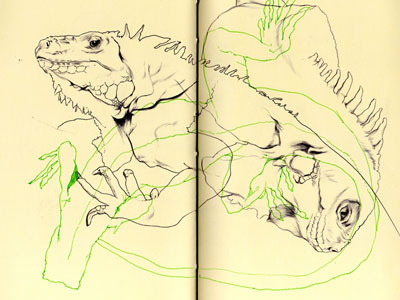 Bestiary: green iguana