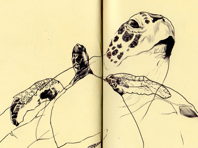 bestiary: green sea turtle